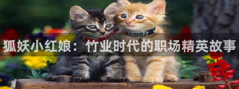 黄动漫天堂：狐妖小红娘：竹业时代的职场精英故事